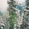 Log_pole_pines_at_top_of_Gondola_ride